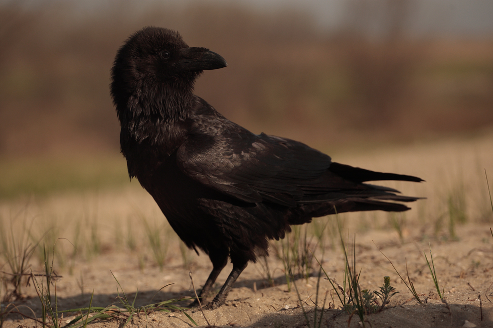 Pájaros de mal agüero y otros prejuicios